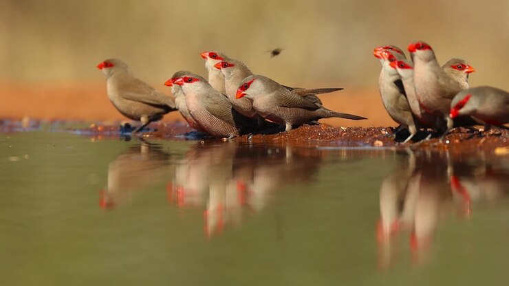 A close low-angle shot of a flock of Common Waxbills and their reflection while drinking at a waterhole, Greater Kruger