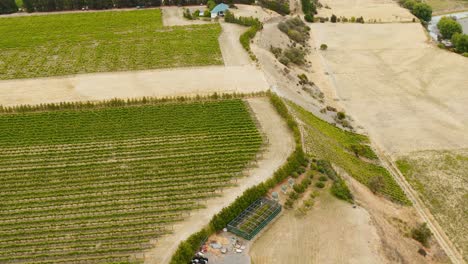 Drone-shots-of-a-vineyard-with-dry-grass