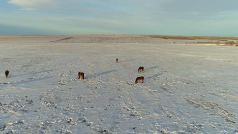 Caballos-Pastando-En-El-Campo-De-Invierno