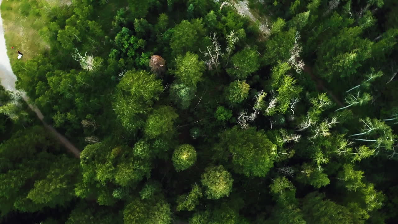 Top down drone shot of evergreen forest