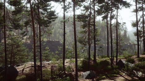 Deep-Scandinavian-woods-on-a-late-summer-evening
