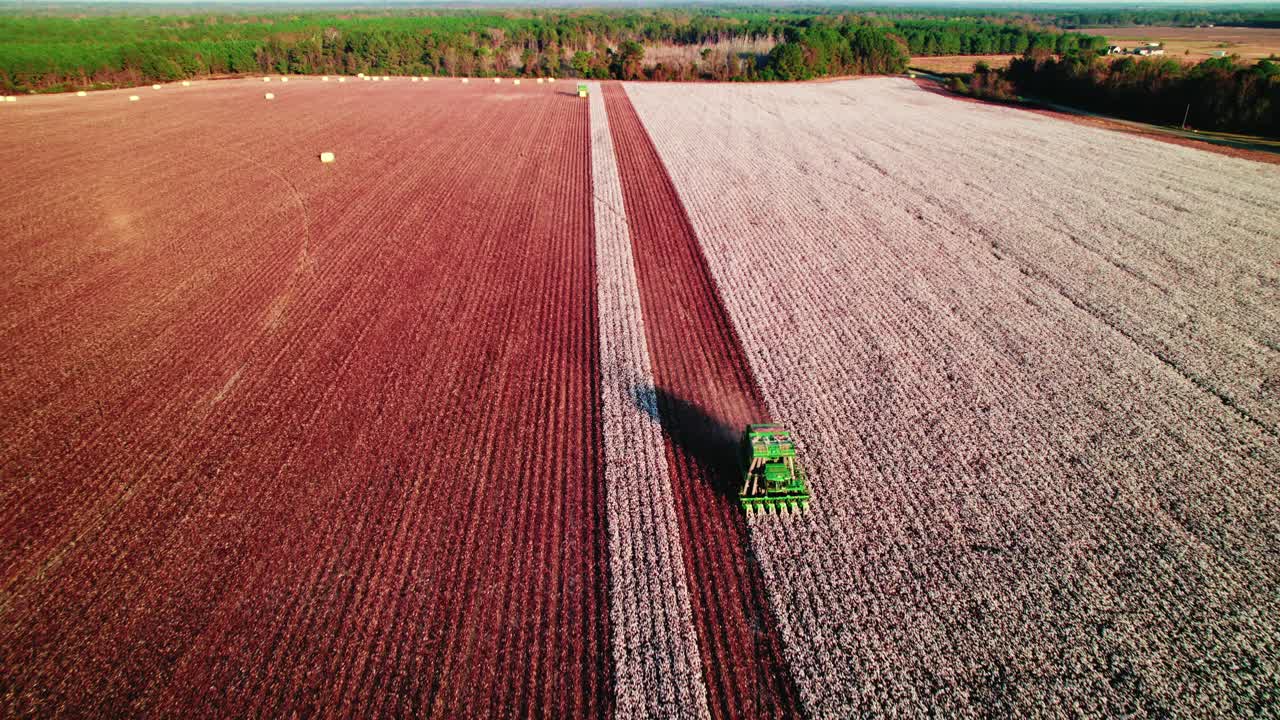revelando la cosecha del recolector de algodón al atardecer