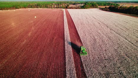 Revealing-cotton-picker-harvesting-at-sunset