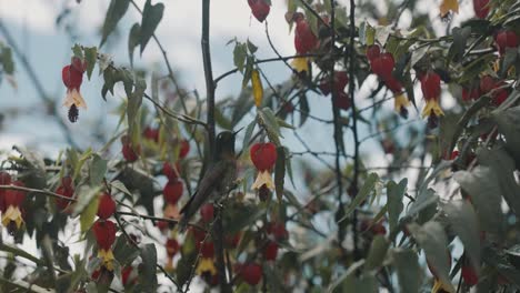 金屬尾<unk>鳥在 abutilon megapotamicum 的花朵上坐著