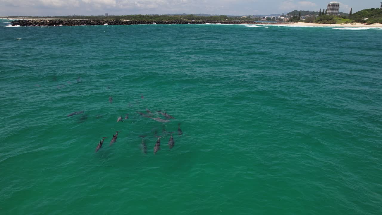 Bottlenose Dolphin Pod Swimming In The Sea In NSW, Australia - Drone Shot
