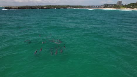bottlenose dolphin pod swimming in the sea in nsw, australia - drone shot