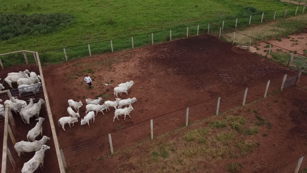 En landarbejder driver nelore-køer med en flagstang rundt om indhegningen på en kvægfarm i Brasilien.