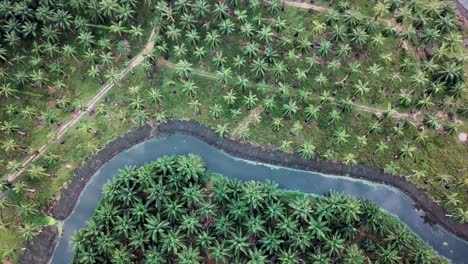 Vista-Aérea-Descendente-Giratoria-Hacia-Las-Plantaciones-De-Coco-Y-Palma-Aceitera.