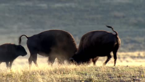 american bison pawing the dirt