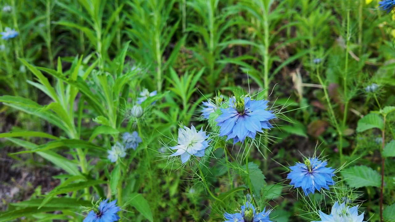 Close-up shot of blue love-in-a-mist flowers gently swaying in natural sunlight within a garden.