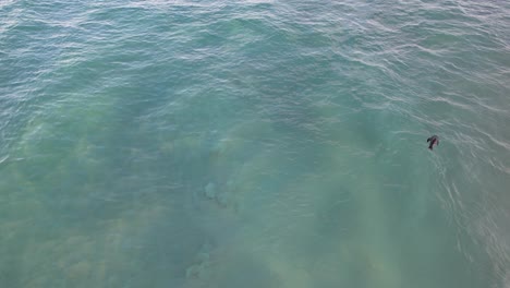 Baby-Seal-In-Turquoise-Ocean-In-The-Spit,-Gold-Coast,-QLD,-Australia---aerial-drone-shot