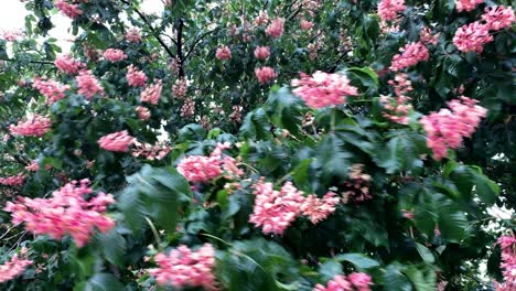 las flores rosas de un castaño son afectadas por el viento y la lluvia