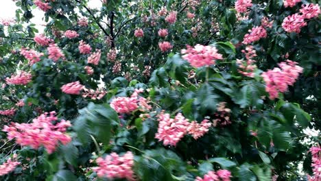 pink flowers on a chestnut tree are affected by wind and rain