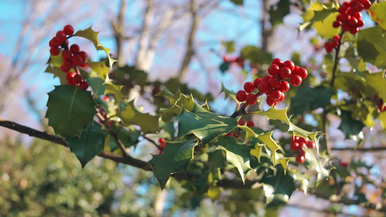 Close-up of red holly berries on lush green leaves in Weesen, Glarus, Switzerland, stunning nature scene with crisp details.