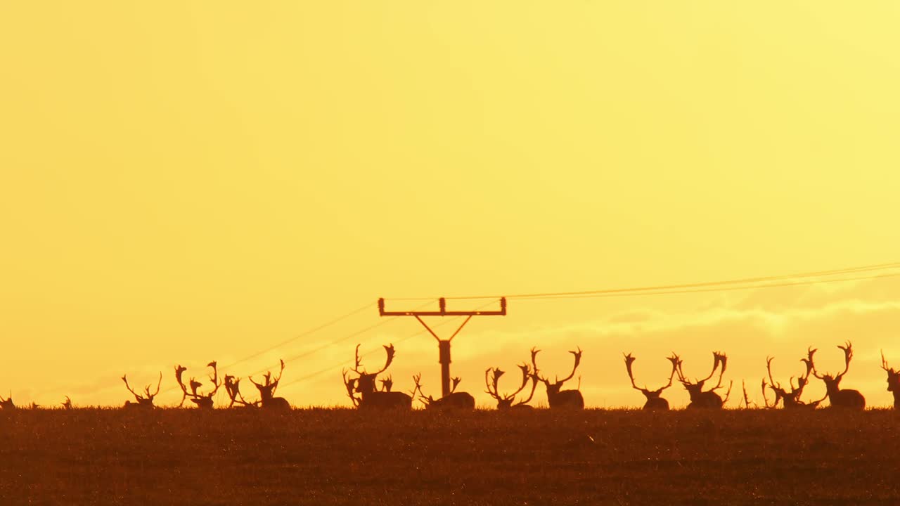 Many deers walking into the sunset with power lines behind. Telephoto shot.