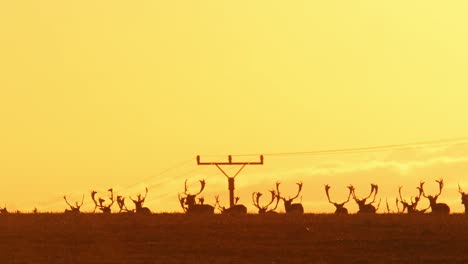 many deers walking into the sunset with power lines behind. telephoto shot.
