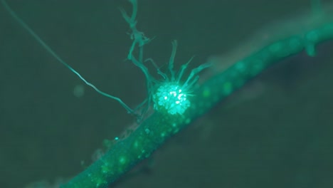 luminous green fungus displays tentacle like growth in a captivating microscopic view, showcasing the intricate details of life and development within the natural world