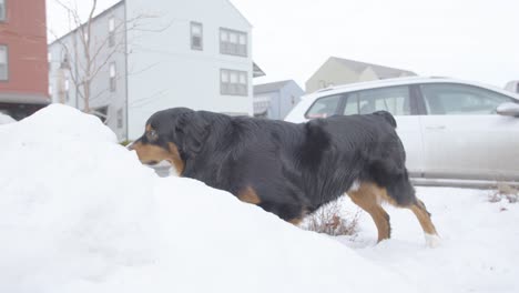 dog eating snow in slow motion