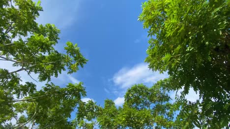 Trees,-forest,fall-sky-sun-looking-forward-tilt-up-POV-Camera-green-leaves-perspective-through-tropical