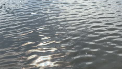 light shimmers on surface water in a lagoon in cape town in the early afternoon sun.