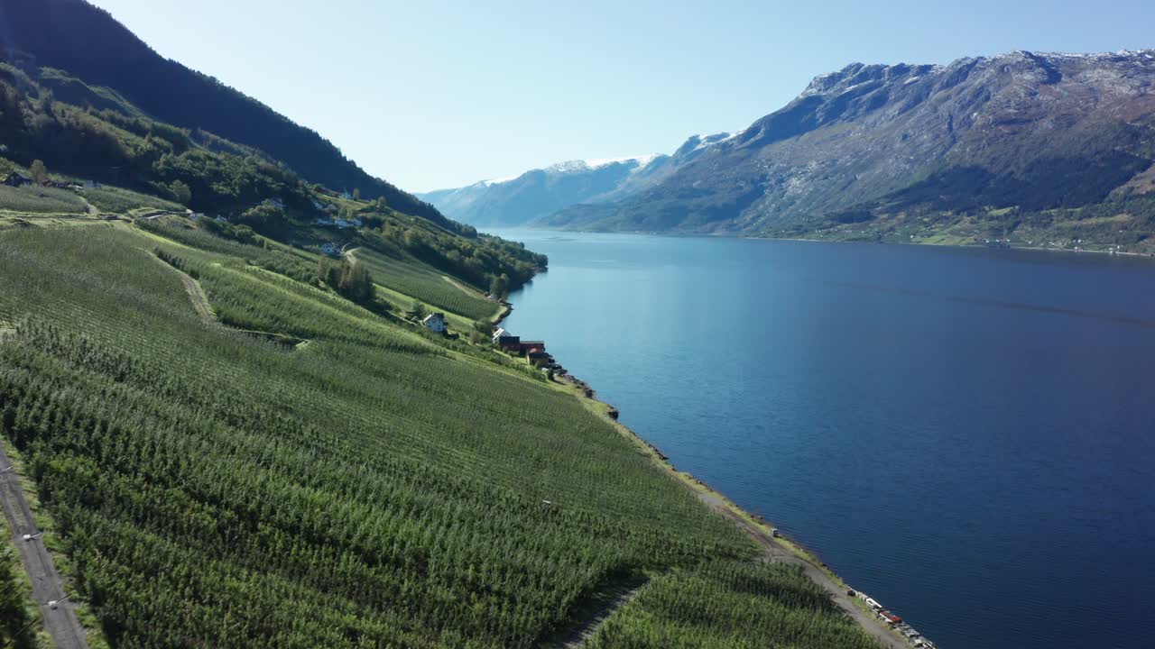 avance aéreo idílicas granjas de manzanas en la ladera, fiordo sørfjorden y montañas con glaciar folgefonna