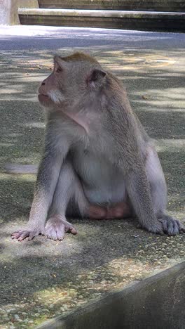vista vertical de un mono macaco gracioso rascándose la cabeza mientras está sentado en el hormigón