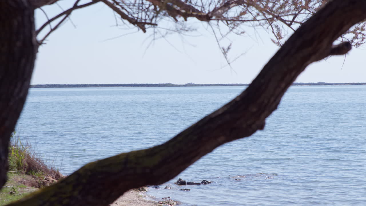 Tree On The Shores Overlooking Breeze Seascape. Static Shot