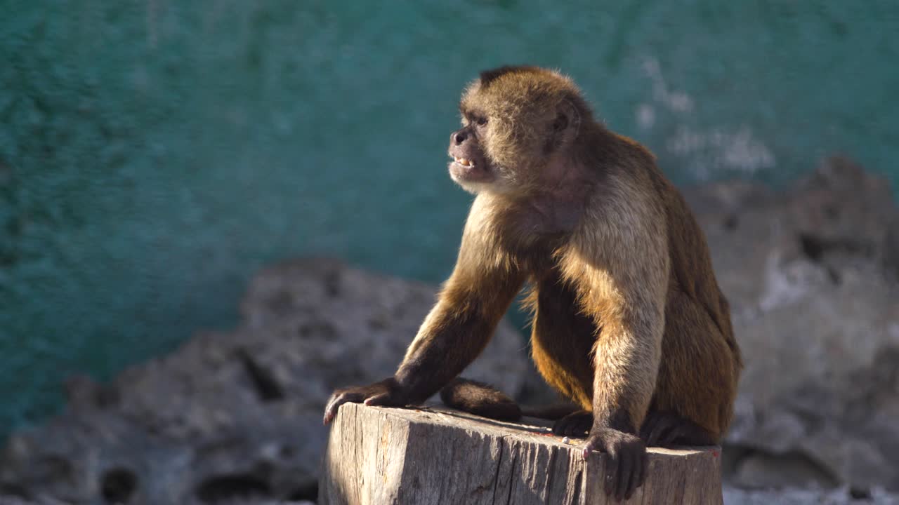el mono marrón sonríe. capuchino.