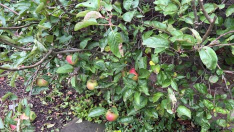 Small-apple-tree-close-up