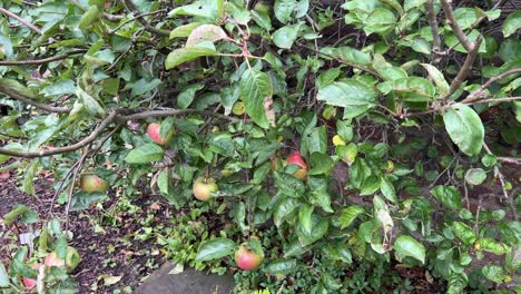 small apple tree close up