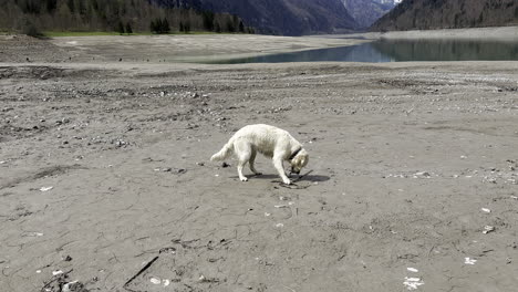 Close-up-of-dog-palying-on-shoreline.-Static.-Daylight