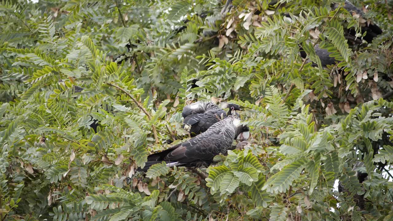 la cacatúa de carnaby vuela y se sienta en un árbol mientras come flores de banksia, australia