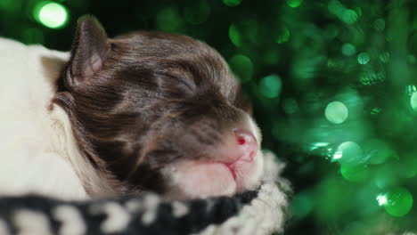 puppies in green decor for st patrick's day 01