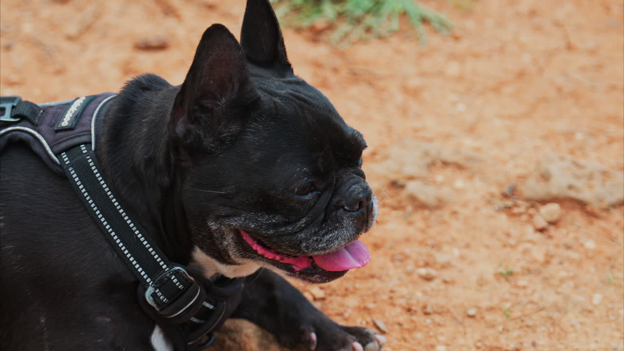 Close up of a black French Bulldog resting on a pathway