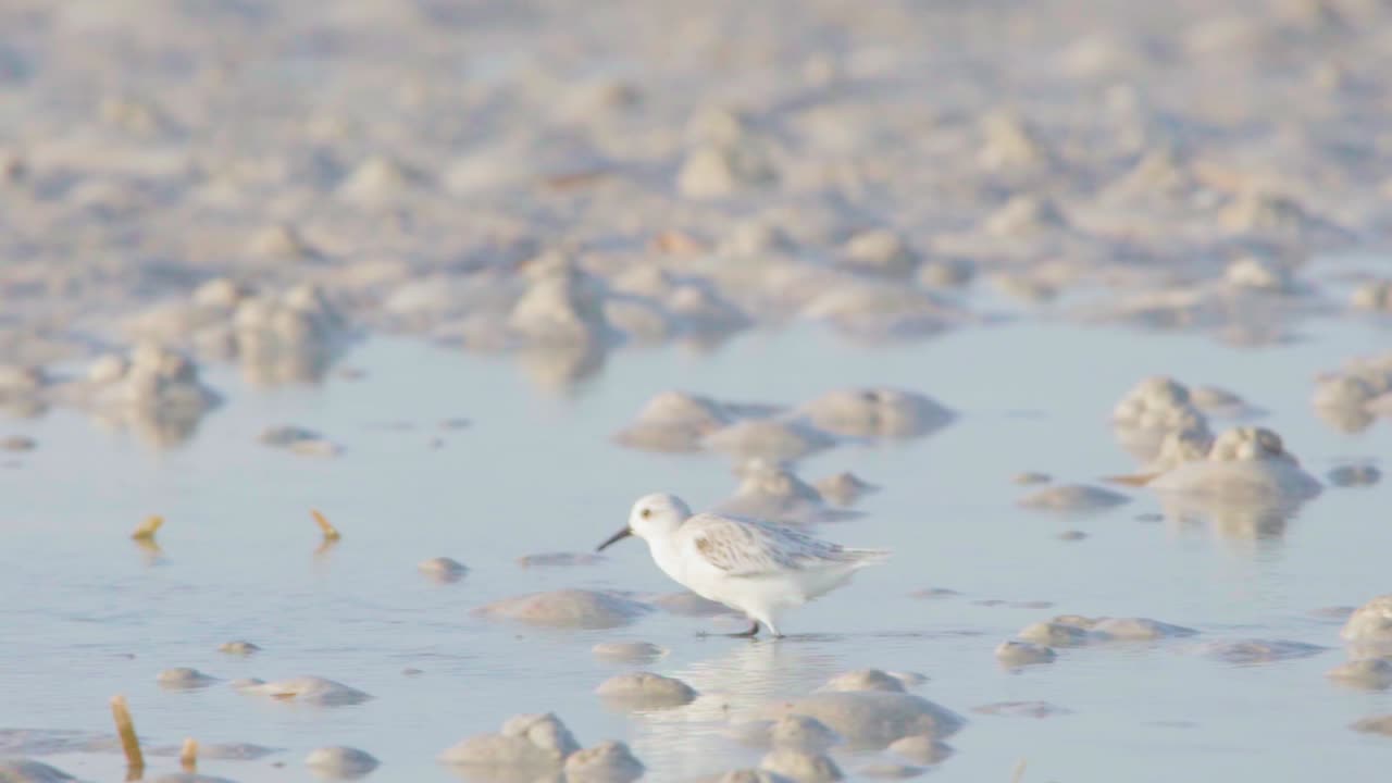 느린 동작으로 모래 썰물 평지를 따라 달리고 호핑하는 작은 샌더링
