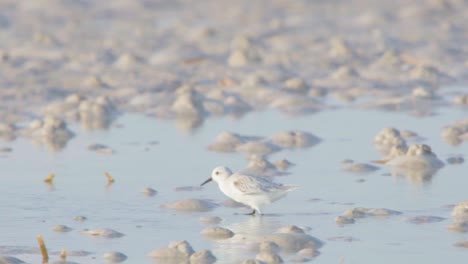 little sanderling running and hopping along sandy low tide flats in slow motion