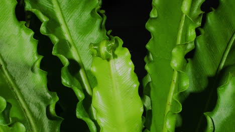 asplenium nidus, victoria the birds nest fern, flexing, slow new growth