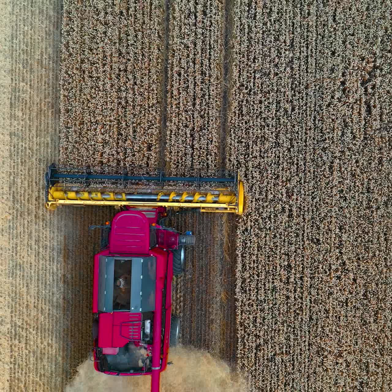 Modern agricultural equipment. Pink combine harvester working on field during seasonal works. Machinery gathering ripe crop in farmland. Top view