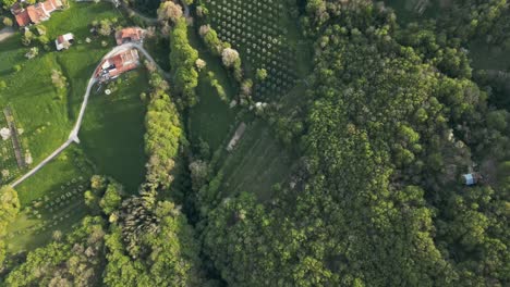 Dense-Thicket-And-Agricultural-Landscape-At-Bassano-del-Grappa-In-Vicenza,-Veneto-In-Northern-Italy