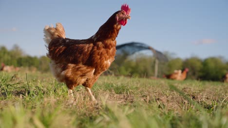 brown free range chicken pecking at ground and walking around open grass field in slow motion on midwestern egg farm