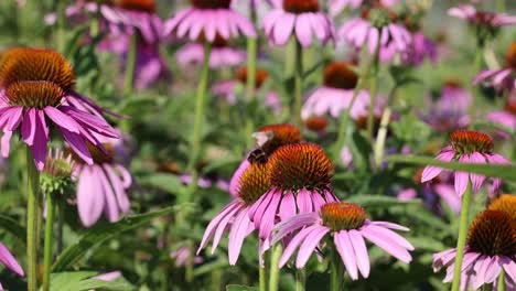 close up shot of bees and bumblebees collecting pollen of purple coneflower in sunlight