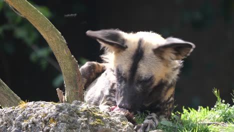 fotografía de cerca de un perro salvaje africano comiendo presas después de cazar en la naturaleza en un día soleado - cámara lenta