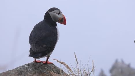 atlantic puffin (fratercula arctica), on the rock on the island of runde (norway).