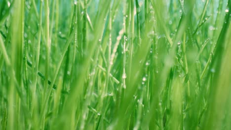 green grass close-up super macro shooting.