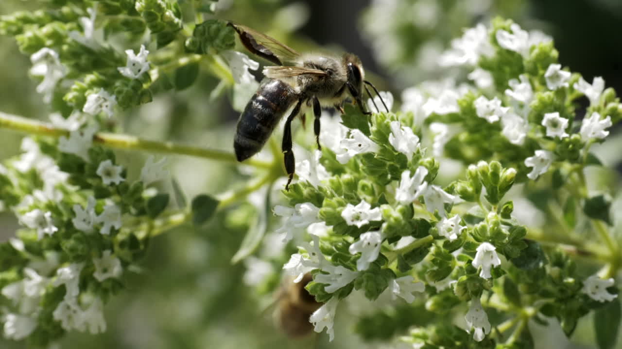 Honeybee on Oregano Flower