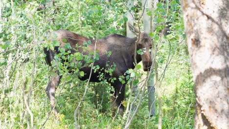 female moose without antlers eating leaves off of trees and turning around in the woods surounded by forest