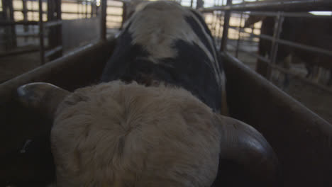 un toro ataca hacia adelante en un paracaídas de metal antes de un evento de rodeo en texas