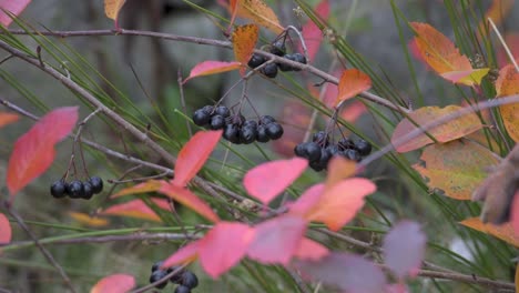 Cosecha-De-Chokeberry-Negro,-Fresco-Del-Arbusto