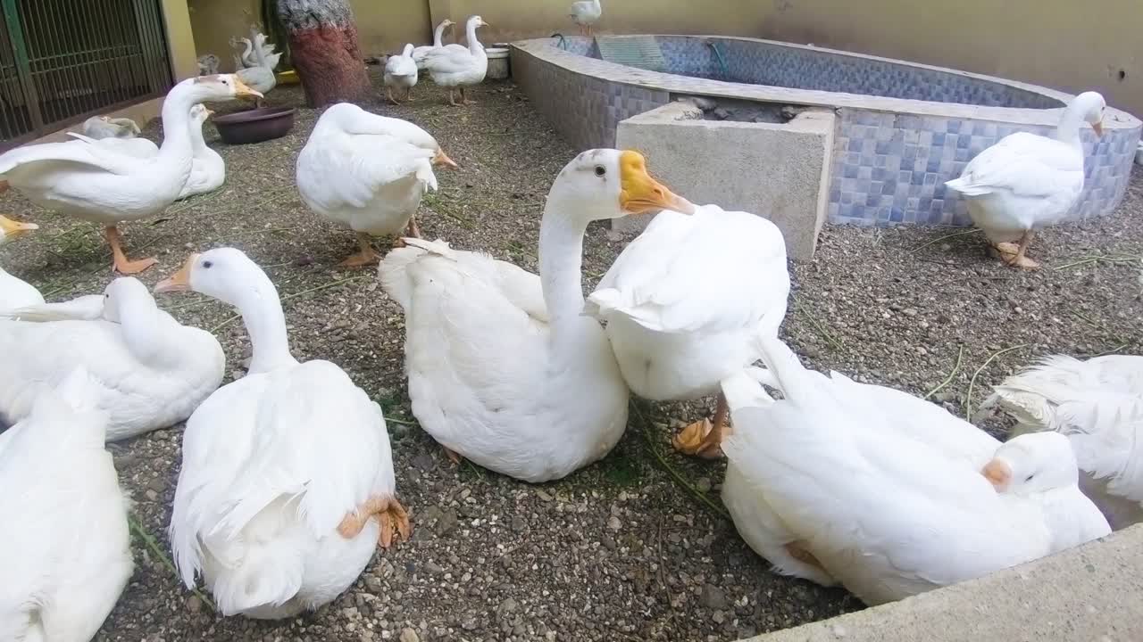 Video stock di un gruppo di bellissime oche bianche sedute e che riposano in un parco zoologico
