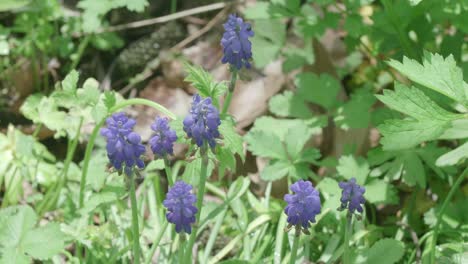 grape hyacinths basking perfectly still in a healthy green garden